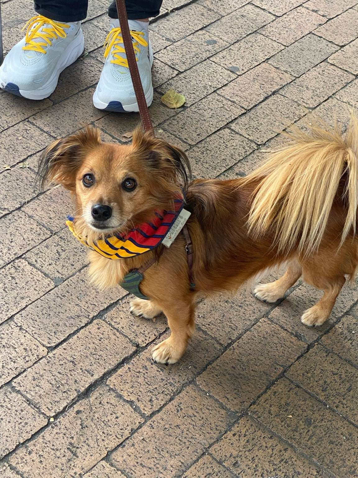 Small golden-brown dog wearing Hughies red, yellow and navy African Tribal Print snap-on bandana outdoors