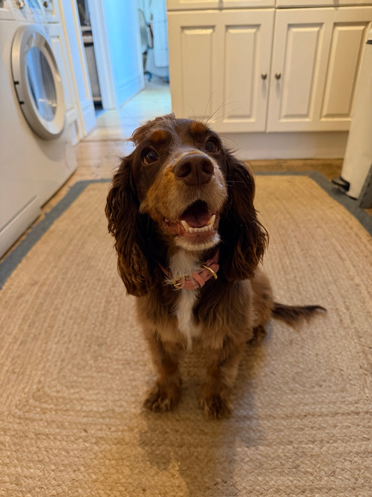 Brown spaniel wearing a Hughies blush pink leather dog collar with brass hardware