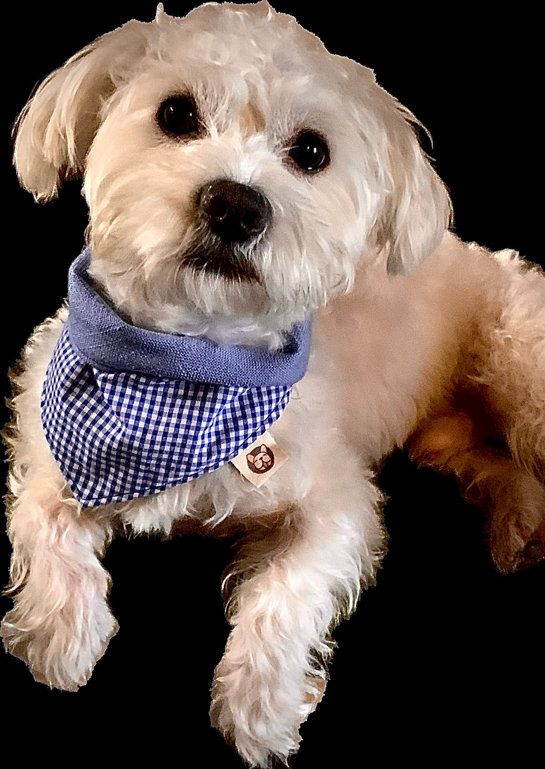 White dog wearing a sky blue gingham tie-on dog bandana by Hughies