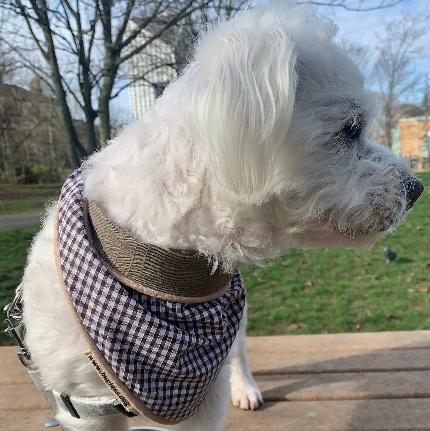 Dog posing with gingham mushroom  tie on bandana in a park