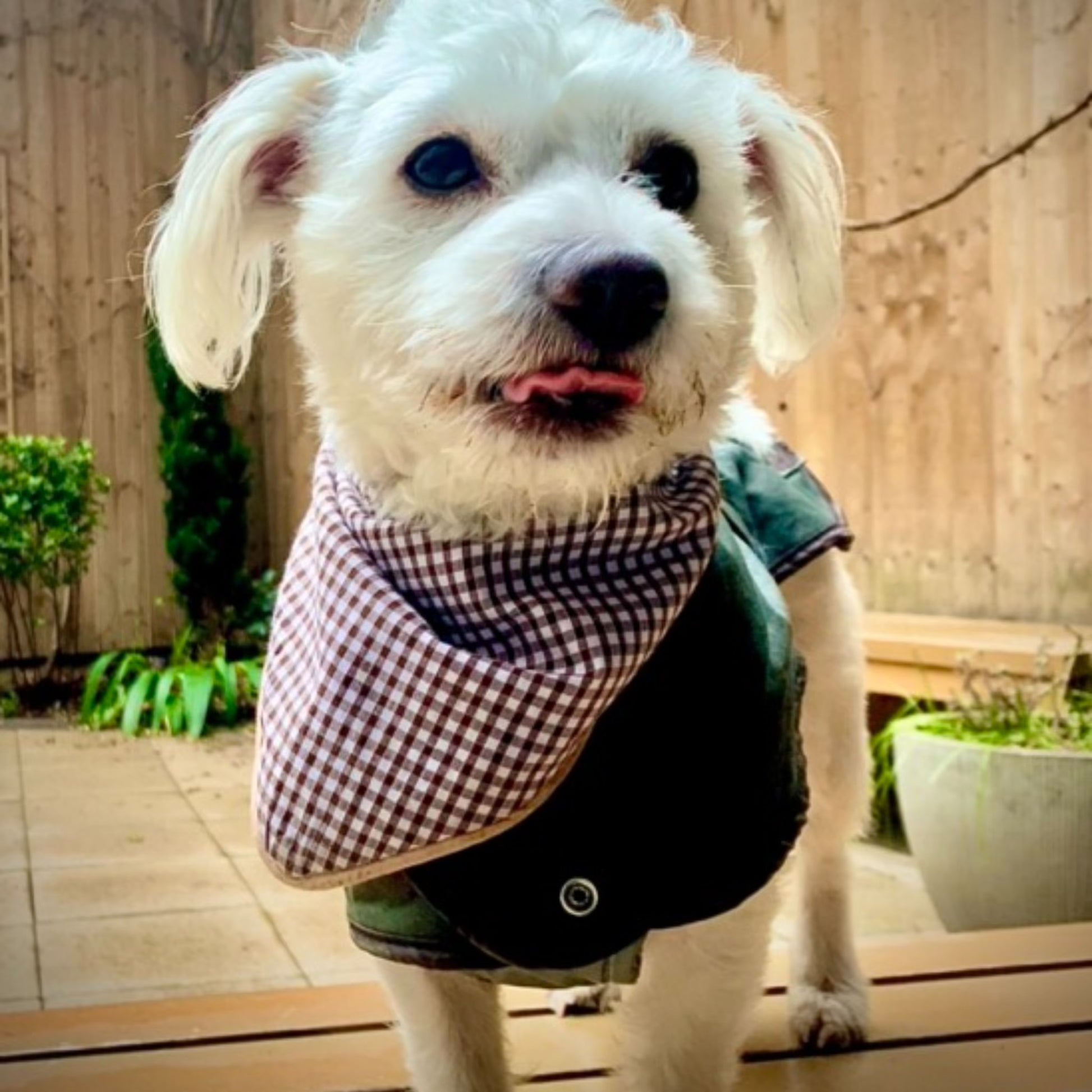 Dog wearing mushrooom gingham tie on bandana