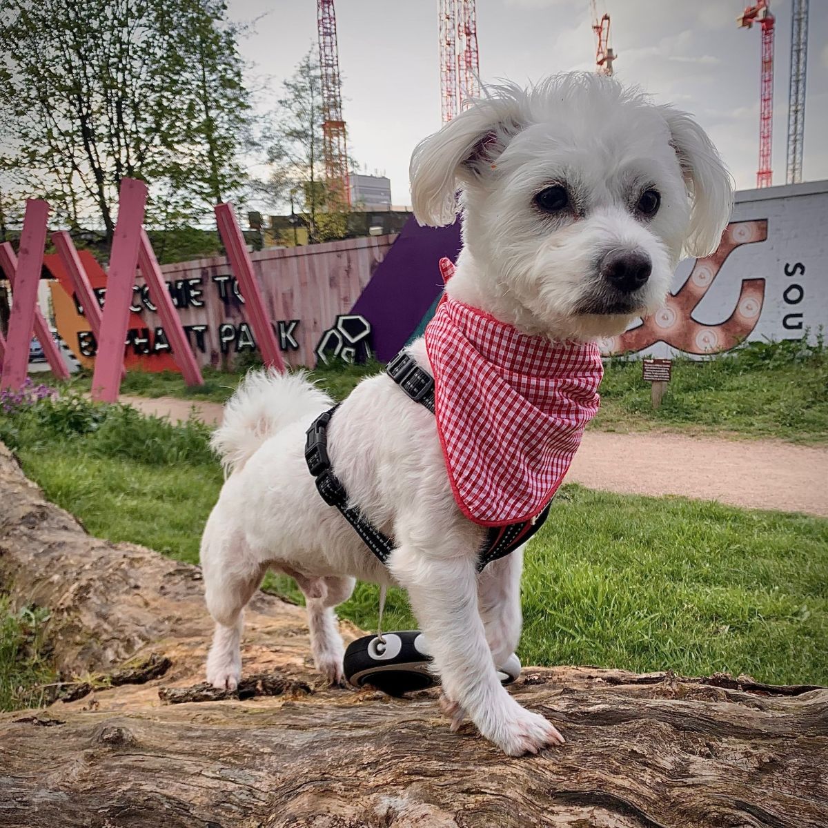 Dog wearing Red Gingham Tie-on Dog Bandana (reversible) - Hughies Dog Accessories out in the park