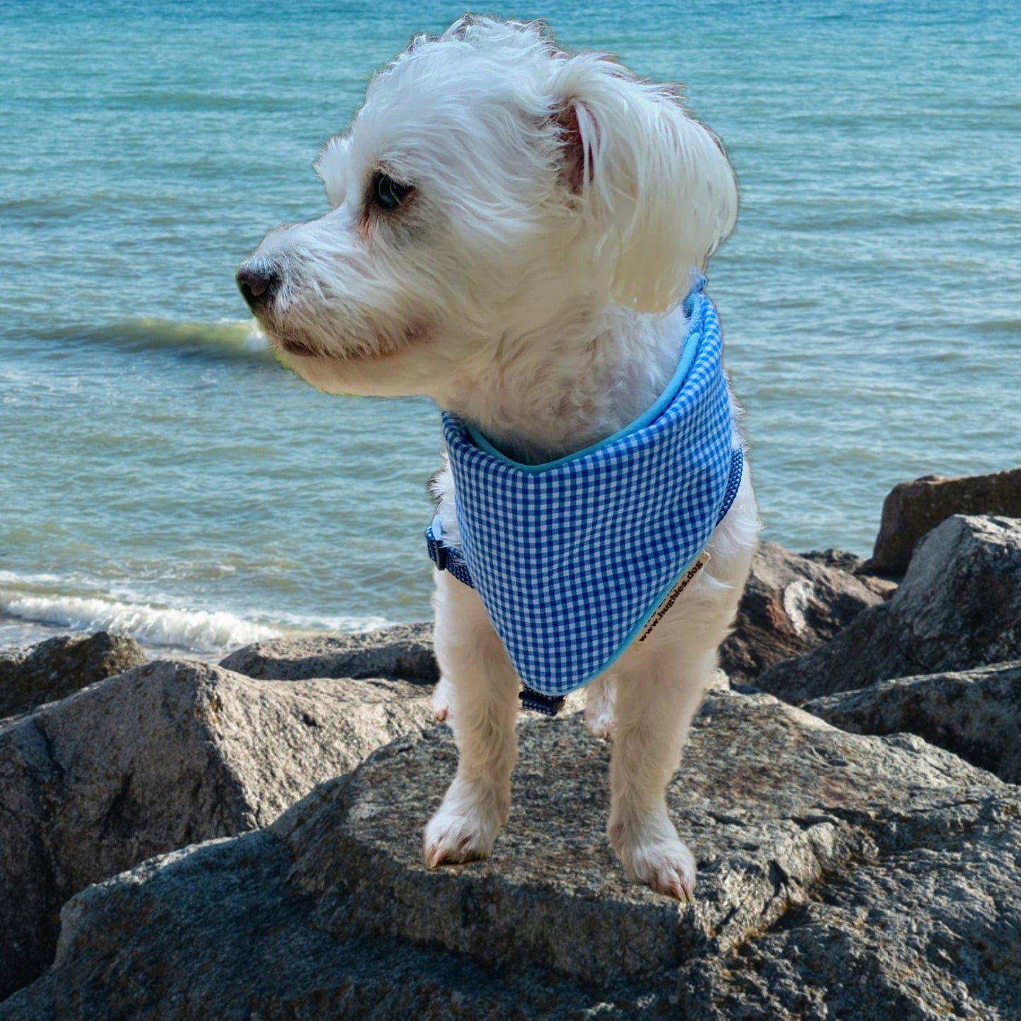 A white dog wearing a blue bandana near the ocean.