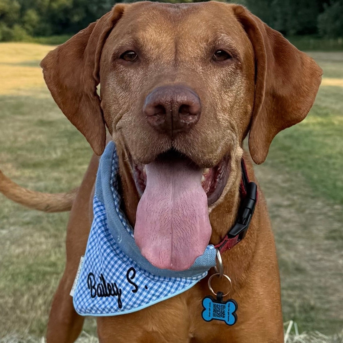 Tie-On vs Snap-On vs Over-Collar: How to Choose the Right Dog Bandana Style