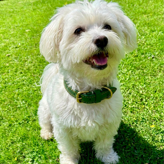 How to Care for a Recycled Leather Dog Collar