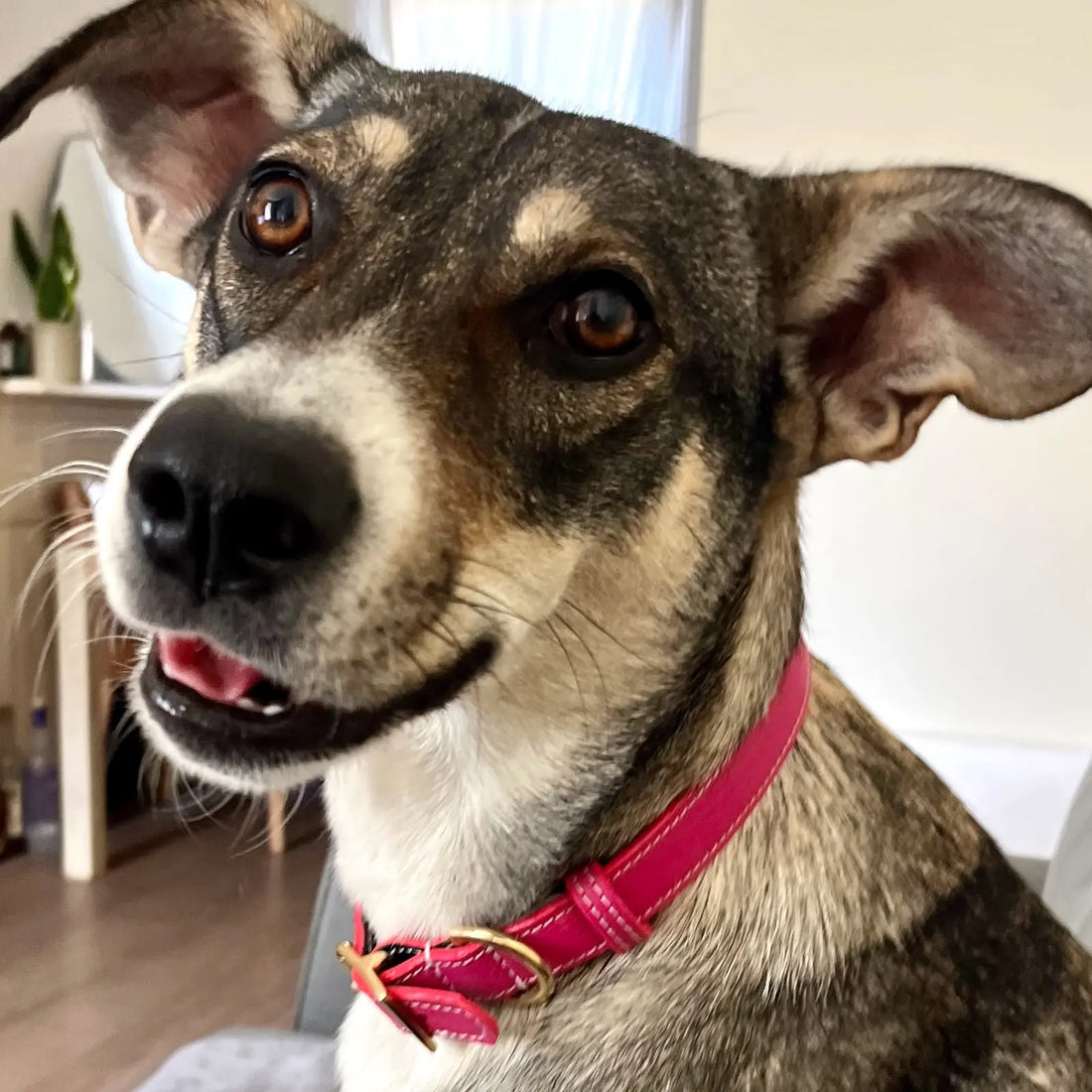 Dog wearing a bright pink handmade Hughies recycled leather Couch-to-Collar with a brass buckle