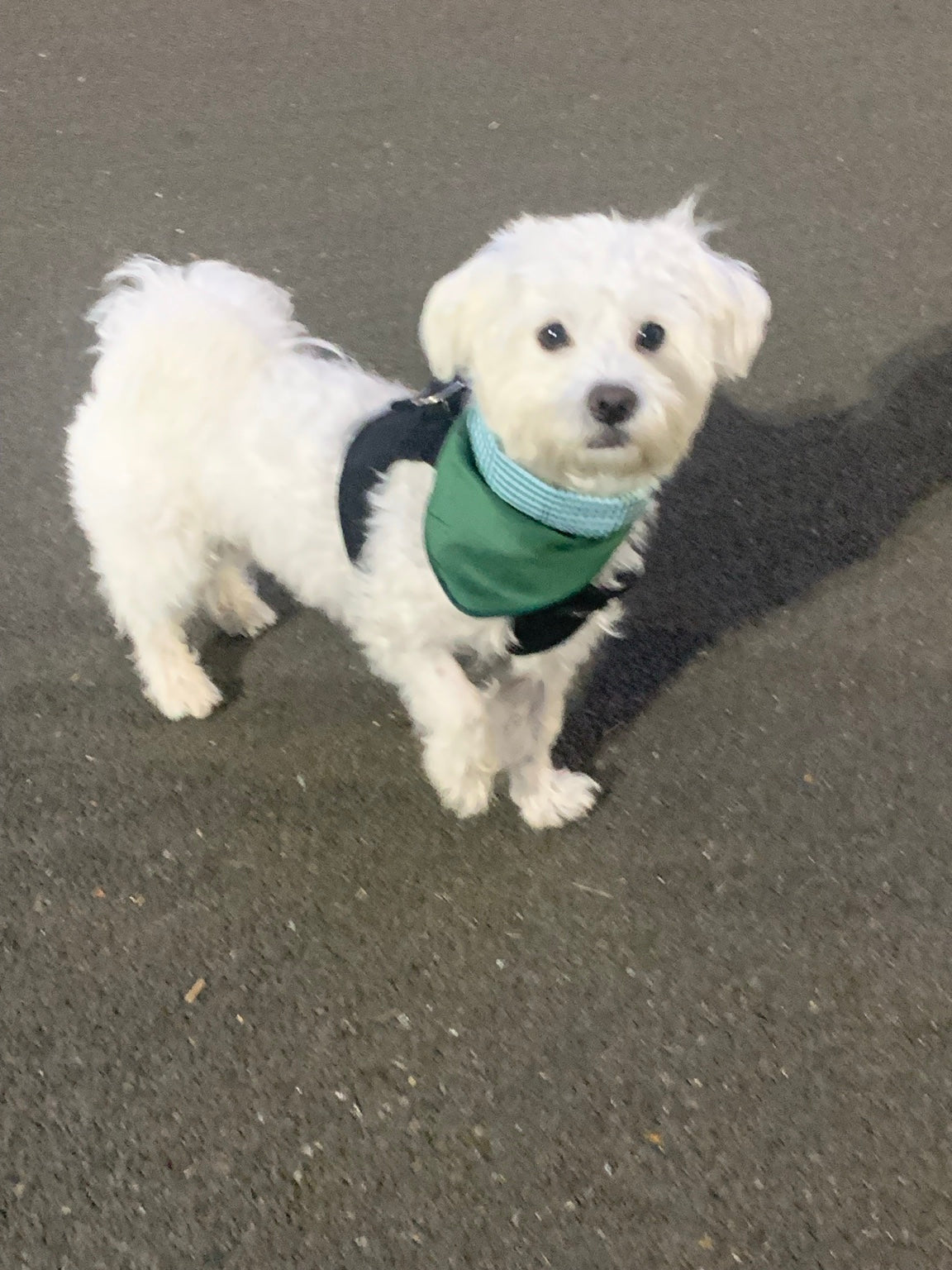 White dog wearing the green reverse of a British Racing Green Gingham over-collar dog bandana