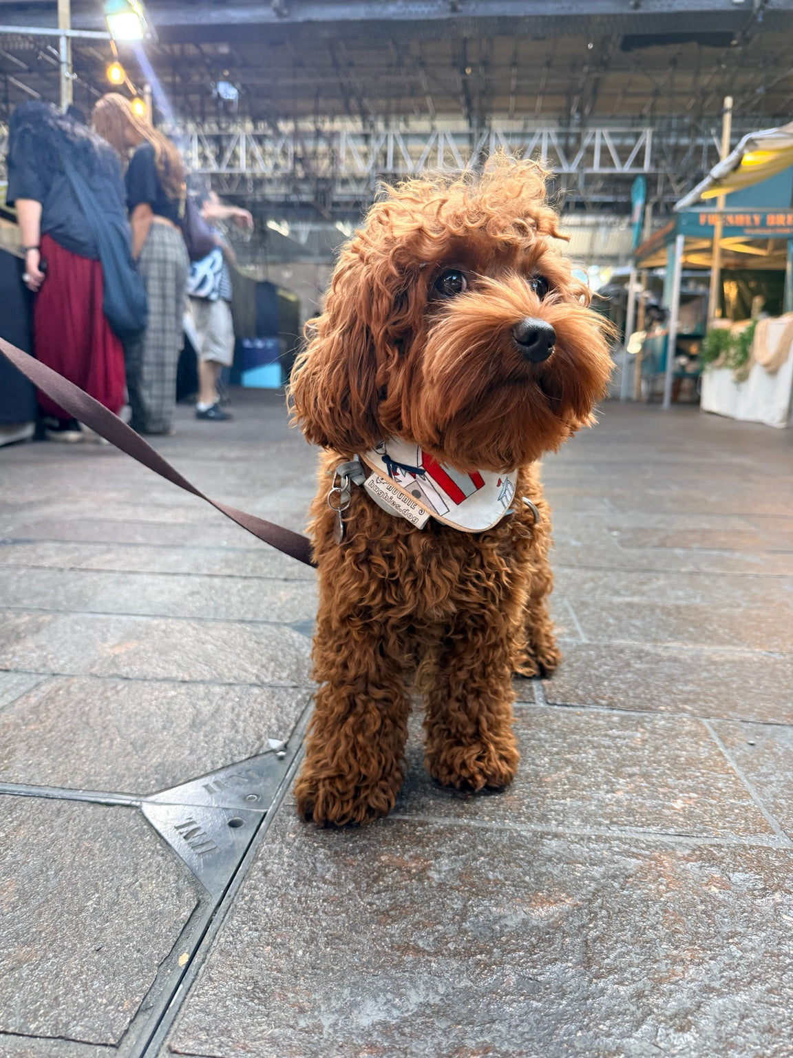 Brown curly-haired dog wearing Hughies Coastal Heritage beach hut snap-on bandana at a market
