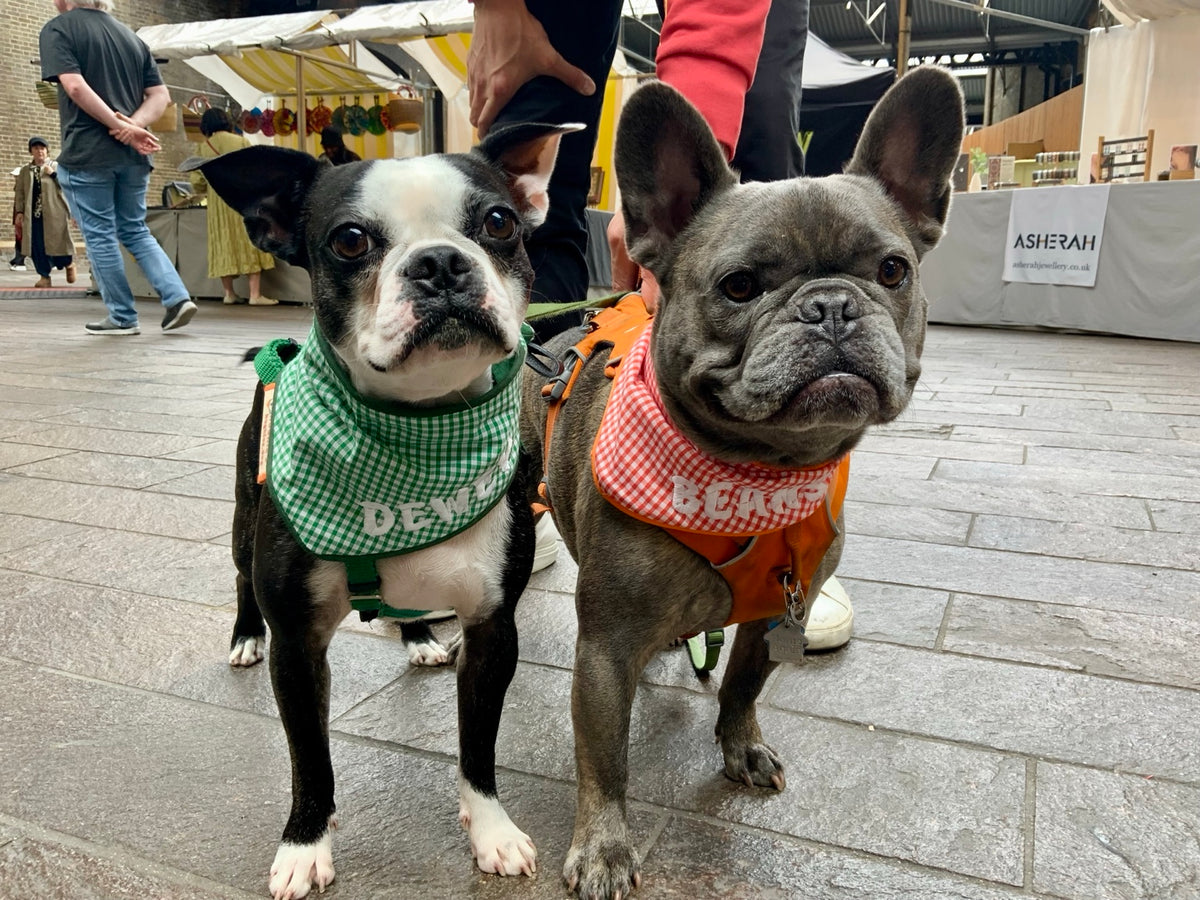 Two dogs wearing personalised Hughies gingham bandanas at a London market