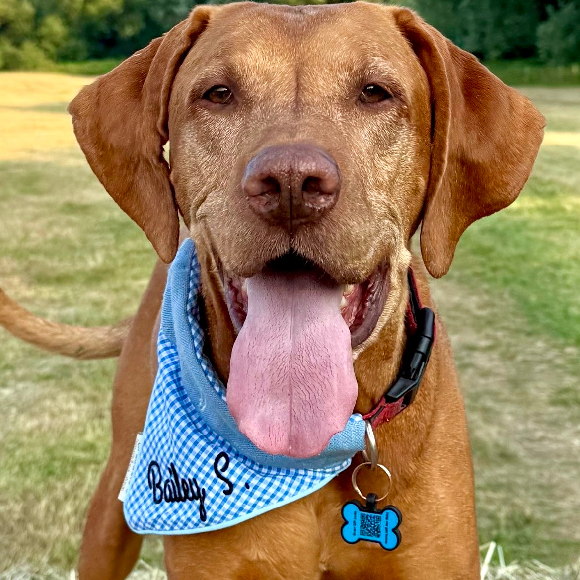 Dog wearing a personalised blue gingham Hughies over-collar dog bandana