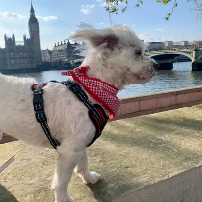 Dog posing by the river thames with a Red Gingham Tie-on Dog Bandana (reversible) - Hughies Dog Accessories