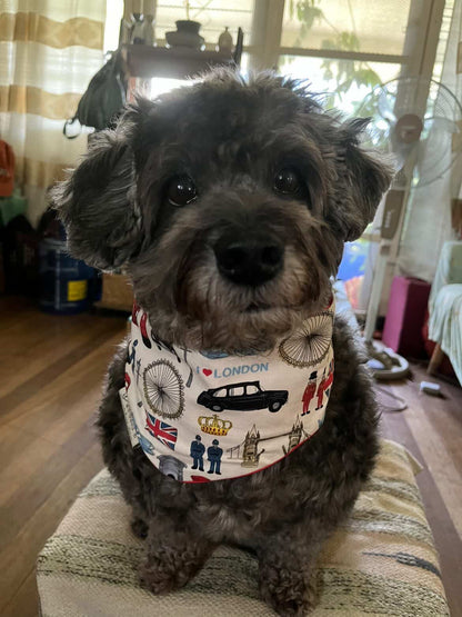Dark curly-coated dog wearing a Hughies London Heritage snap-on bandana with London landmarks and red edging