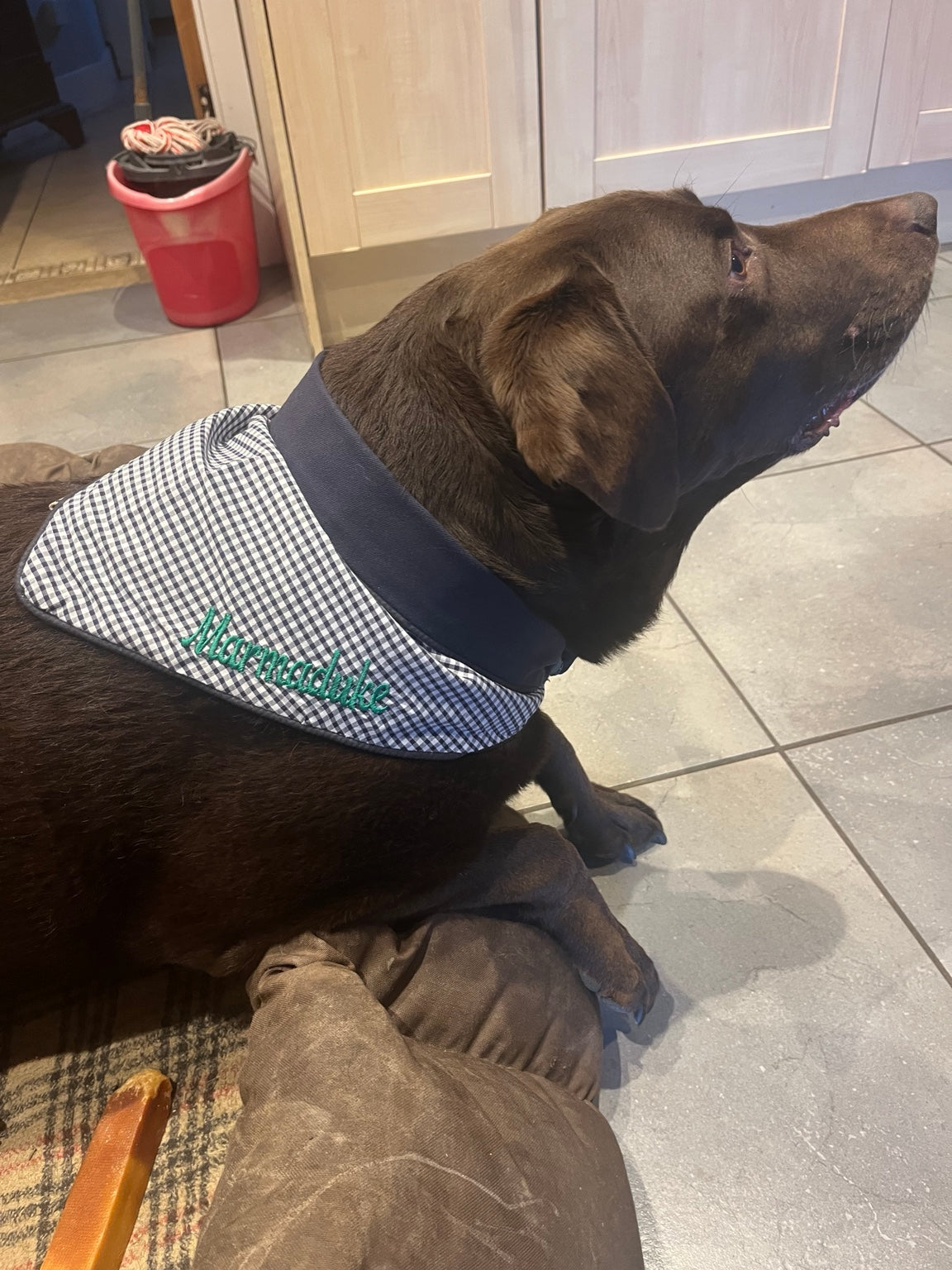 Chocolate Labrador wearing a Midnight Blue Gingham tie-on dog bandana personalised with Marmaduke in green embroidery