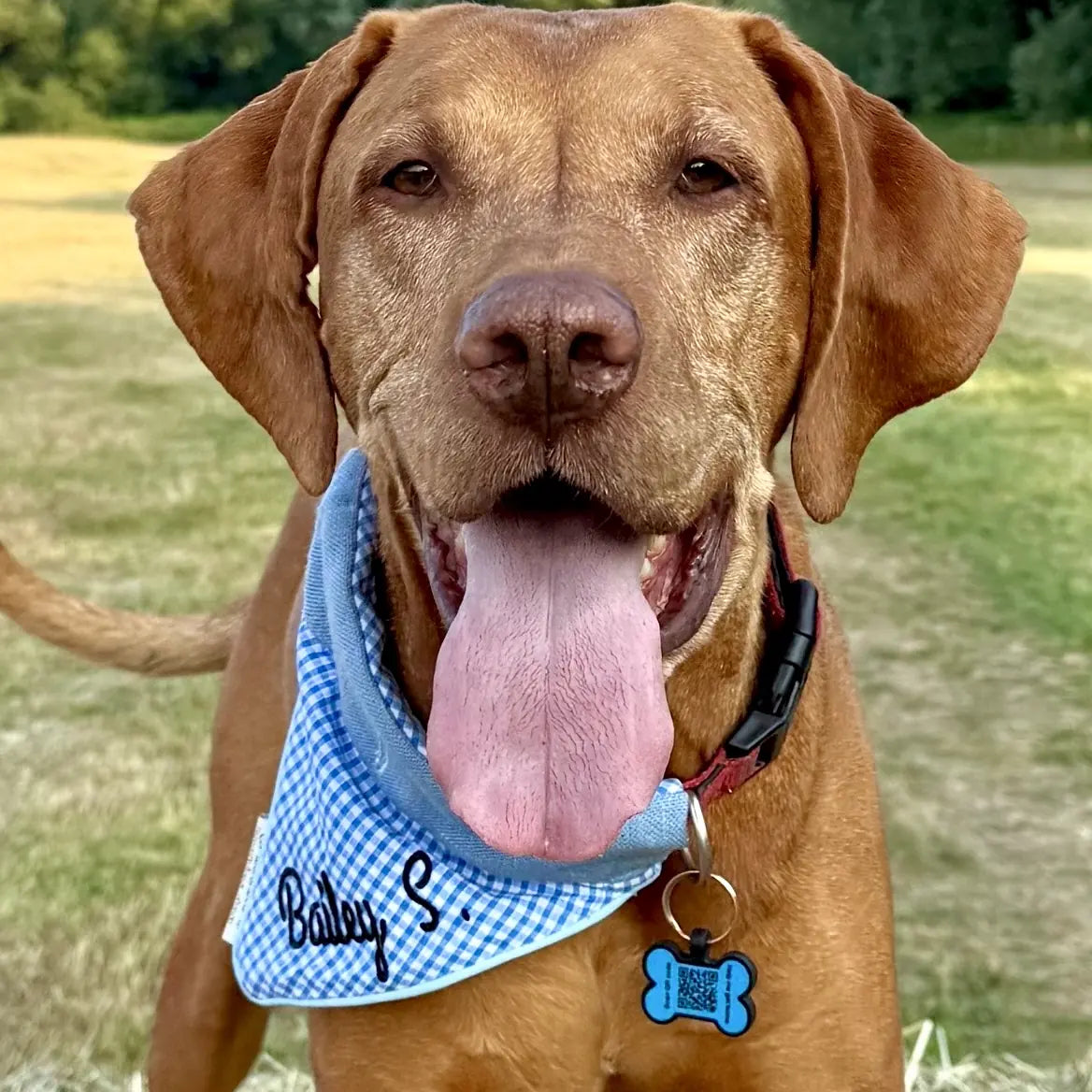 Brown dog wearing a personalised blue gingham Hughies dog bandana