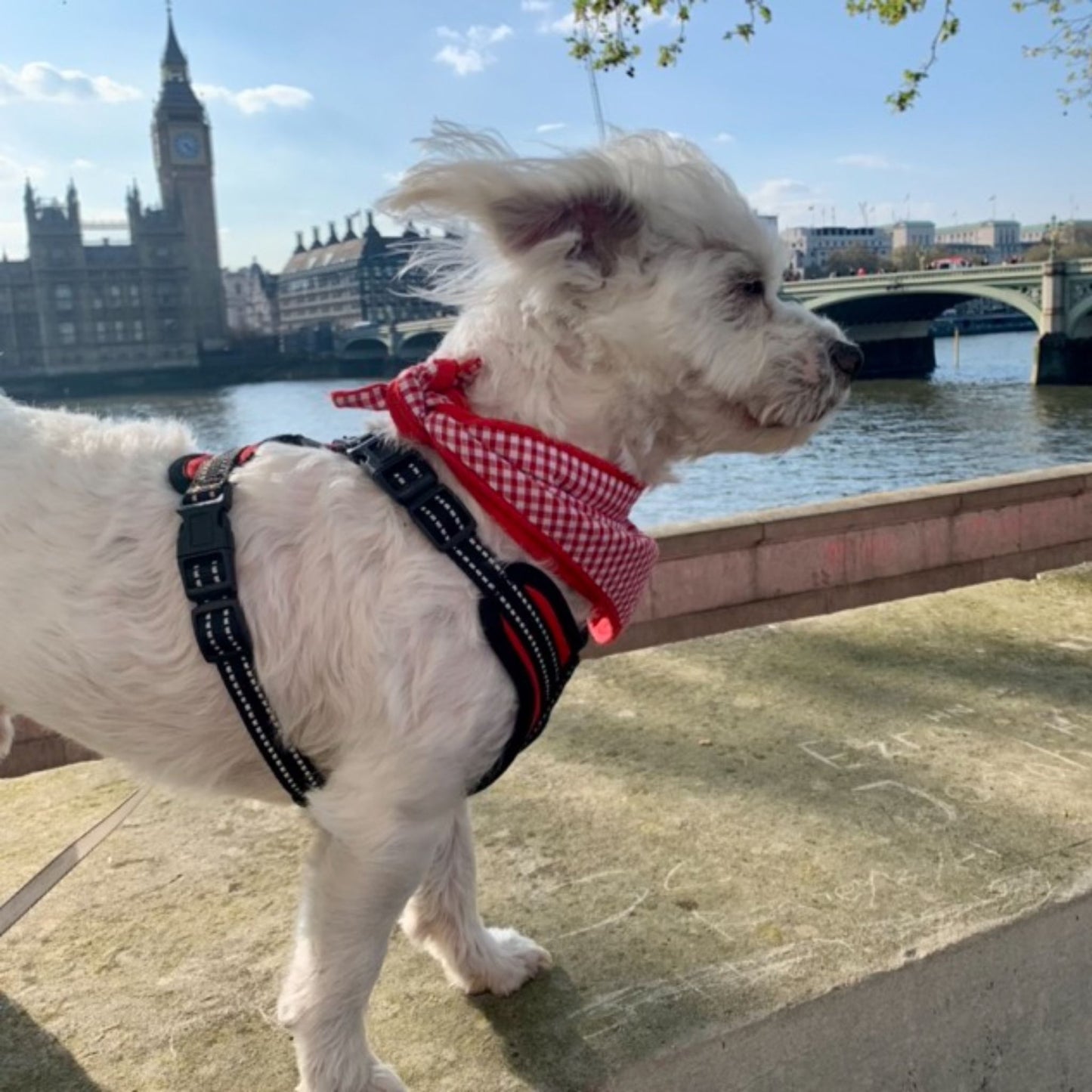 Red Gingham reversible tie-on dog bandana – further product view