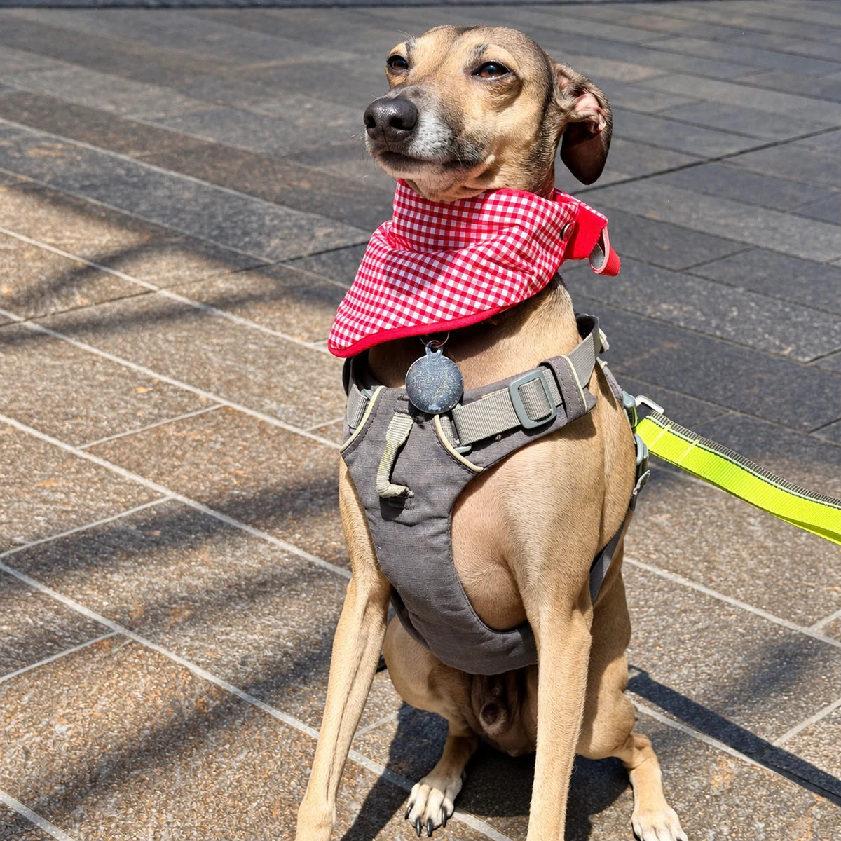 Fawn-coloured dog sitting outdoors wearing Hughies red gingham tie-on bandana with red piping