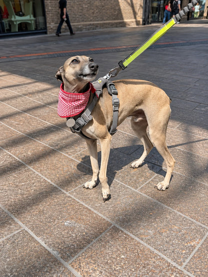 Fawn-coloured dog standing outdoors wearing Hughies red gingham tie-on bandana and grey harness
