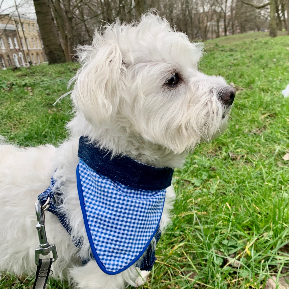 White dog wearing a sky blue gingham over-collar bandana outdoors.
