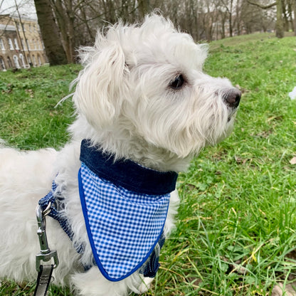 White dog wearing a sky blue gingham over-collar bandana outdoors.