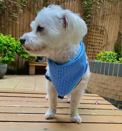 White dog wearing a sky blue gingham tie-on bandana in a garden
