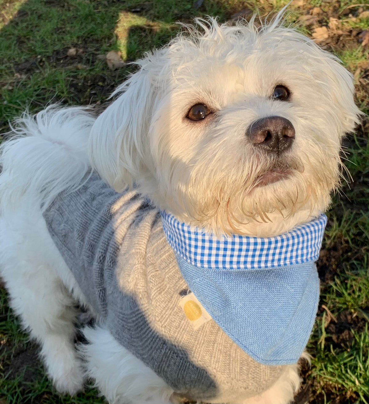 White dog wearing a sky blue over-collar bandana with blue and white gingham trim outdoors.
