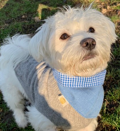 White dog wearing a sky blue over-collar bandana with blue and white gingham trim outdoors.